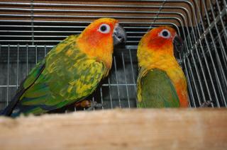 IN-1225 コガネメキシコインコ 2羽で(単品販売もします)その2