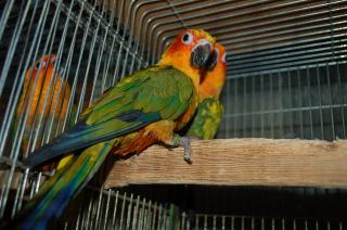 IN-1225 コガネメキシコインコ 2羽で(単品販売もします)その2