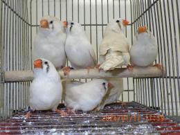 KOT-2599 ジャンボキンカチョウ 23年生の雌 | キットウココ ペット部