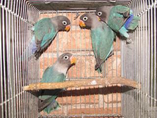 In 2106 ブルーボタンインコ 若雛 雄雌っぽい2羽で キットウココ ペット部