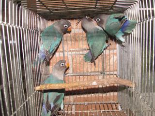 In 2106 ブルーボタンインコ 若雛 雄雌っぽい2羽で キットウココ ペット部