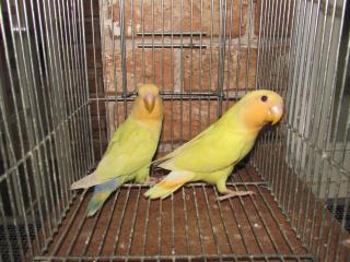 IN-2110 コザクラインコ オレンジヘッドイエロー若 | キットウココ