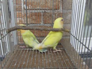 IN-2110 コザクラインコ オレンジヘッドイエロー若 | キットウココ