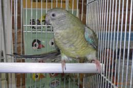 IN-4393　25年生ビセイインコの雌