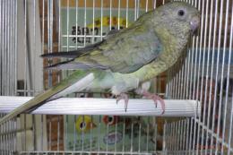 IN-4393　25年生ビセイインコの雌