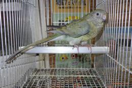 IN-4393　25年生ビセイインコの雌