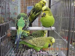 IN-4394　ジャンボセキセイインコ　グリーン系