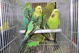 IN-4394　ジャンボセキセイインコ　グリーン系