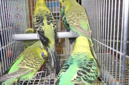 IN-4394　ジャンボセキセイインコ　グリーン系