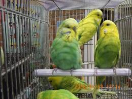 IN-4395　グリーン系スパンクルジャンボセキセイ　雄雌で