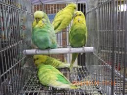 IN-4395　グリーン系スパンクルジャンボセキセイ　雄雌で