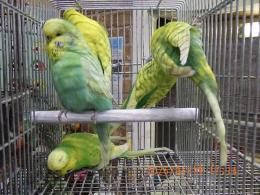 IN-4395　グリーン系スパンクルジャンボセキセイ　雄雌で