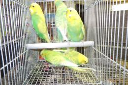 IN-4395　グリーン系スパンクルジャンボセキセイ　雄雌で