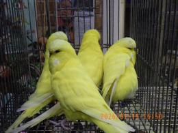 IN-4396　ジャンボセキセイインコ　雄ルチノー雌アルビノの2羽で