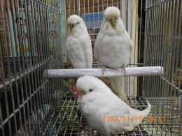 IN-4396　ジャンボセキセイインコ　雄ルチノー雌アルビノの2羽で