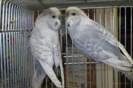 IN-4397　ジャンボセキセイインコ　グレイスパンクル　雄雌で