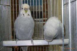 IN-4397　ジャンボセキセイインコ　グレイスパンクル　雄雌で