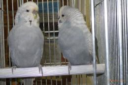 IN-4397　ジャンボセキセイインコ　グレイスパンクル　雄雌で