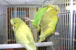 IN-4398　ジャンボセキセイインコ若　グリーンパイド系　♂