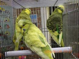 IN-4398　ジャンボセキセイインコ若　グリーンパイド系　♂