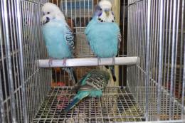 IN-4399　ジャンボセキセイインコ若　ブルー系　雄