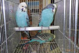 IN-4399　ジャンボセキセイインコ若　ブルー系　雄