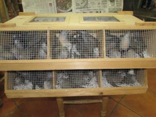 KOT-2147 小型の鳩 チョウショウバト(ほぼすべてつま傷