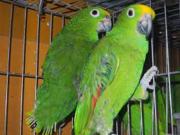 IN-3906　南米キビタイボウシインコ　オスメスで