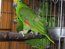 IN-3906　南米キビタイボウシインコ　オスメスで