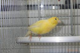 KOT-2816　レモンカナリヤの雄　25年生