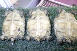 KI-451　ケズメリクガメ　更新　男の子に成りそうです