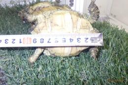 KI-451　ケズメリクガメ　更新　男の子に成りそうです