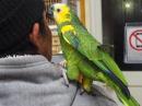 IN-3908　アオボウシインコ　10歳　雄