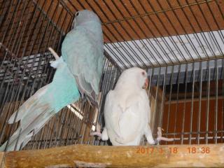 In 21 ワカケホンセイインコのブルーとアルビノのペア キットウココ ペット部