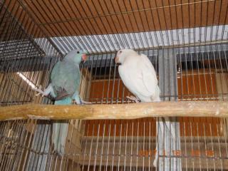 IN-2891 ワカケホンセイインコのブルーとアルビノのペア