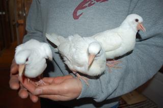 HT-407 ギンバトの巣立ち雛 一人餌 | キットウココ ペット部