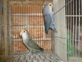 IN-1714 コザクラインコ・モーブ系 | キットウココ ペット部