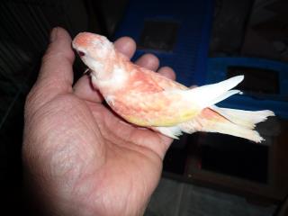 In 1692 当社生まれのアキクサインコ ルビノーの雛 キットウココ ペット部 In 1692 当社生まれのアキクサインコ ルビノーの雛 キットウココ ペット部
