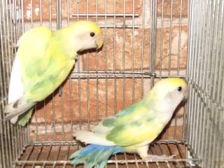 IN-2118 コザクラインコ・パイド 雄だと思います | キットウココ