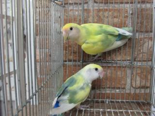 IN-2118 コザクラインコ・パイド 雄だと思います | キットウココ