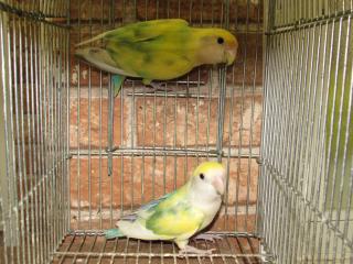 コザクラインコ　剥製 IN-1553 色変わりコザクラインコ・雄パイド | キットウココ ペット部
