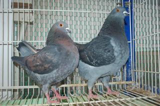 鳩◎ HT-482 顔の綺麗な白い鳩とレース鳩 №89セロワ | キットウココ