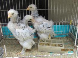 ひよこ　⭐︎低価格 TA-822 ライトブラマの小雛～ひよこの販売 | キットウココ ペット部