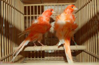 【昭和33,35年発行】カナリヤの飼い方　カナリヤ飼育法　2冊セット カナリアの飼い方、種類、寿命、値段は？ | Petpedia