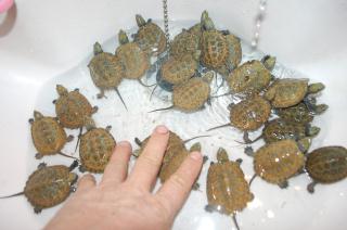 Ki 218 日本イシガメのベイビー 繁殖物 キットウココ ペット部 Ki 218 日本イシガメのベイビー 繁殖物 キットウココ ペット部