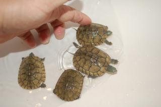 Ki 219 大陸ミナミイシガメの仔 繁殖物 キットウココ ペット部