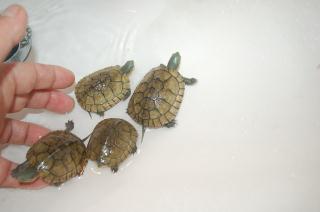 Ki 219 大陸ミナミイシガメの仔 繁殖物 キットウココ ペット部