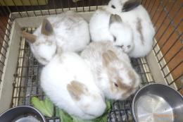 US-739　ネザーランドドワーフ(ちょっと大き目)