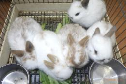 US-739　ネザーランドドワーフ(ちょっと大き目)