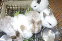 US-739　ネザーランドドワーフ(ちょっと大き目)